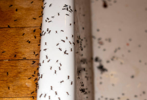 Spider Control Near Me in Houston, PA